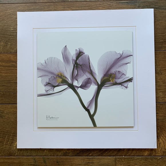Albert Koetsier Purple Orchid X Ray Print Unframed - Picture 1 of 6